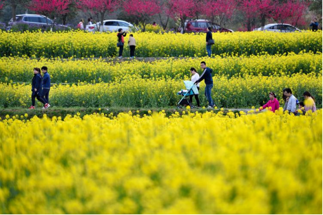 备好云南白药口罩、气雾剂、胶囊 来场尽兴的春游踏青吧